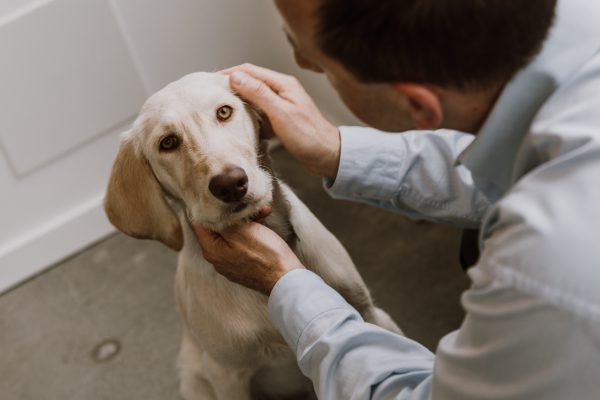 A man petting a Golden Lab dog