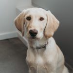 Riley - office pet